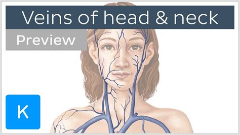 Veins Of The Head And Neck Preview Human Anatomy Kenhub Youtube