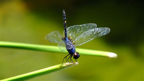 Le Monde Des Insectes Flickr