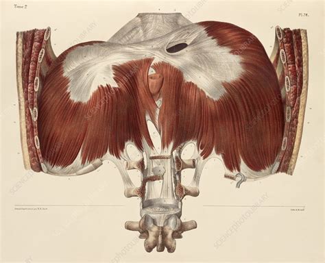 Diaphragm Anatomy 1831 Artwork Stock Image C0147819 Science