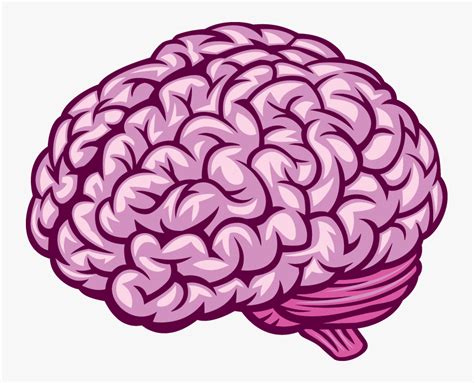 Brain Png Image Brain Side View Vector Transparent Png X Pngfind B U Ch Com