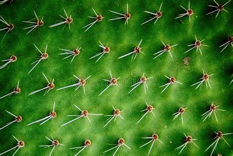 Cactus Green Texture Stock Image Image Of Linear Foliage 94367473