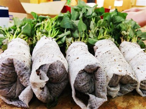 Save a few roots from your crop for planting next year. How To Plant & Grow Sweet Potatoes | Growing sweet ...