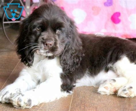 ● easy searching and secure buying. Tinkerbell | Spaniel puppies for sale, Spaniel puppies, Cocker spaniel puppies