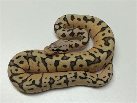 Killer Bee Ball Python For Sale With Live Arrival Guarantee Xyzreptiles