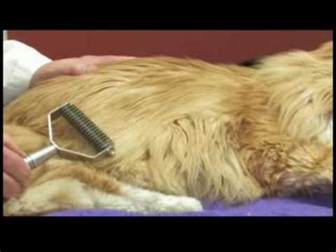 Because animals aren't able to tell us how they feel, it may be a little difficult for. Cat Health Care Tips : How to Treat a Cat for Matted Fur ...