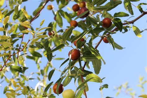 An Apple Tree With Lots Of Fruit Hanging From Its Branches
