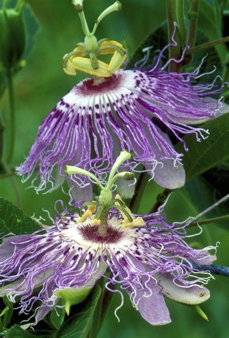 Passion Flower Wallpapers Wallpaper Cave