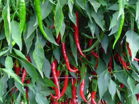 Rajah F1 Hybrid Chilli Pepper Capsicum Annuum 20 Seeds Seeds For