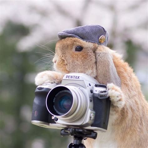 Meet Puipui The Worlds Most Stylish Bunny 34 Pics Bored Panda