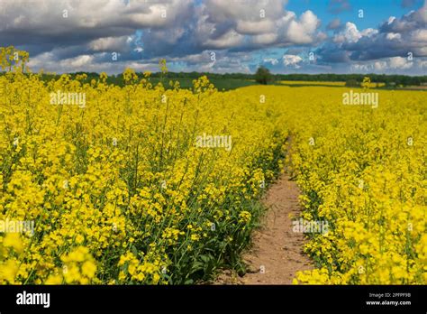 Beautiful Road In The Yellow Rapeseed Field Colorful Countryside