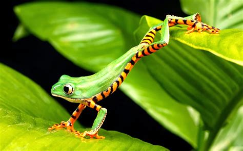 Download free frogs wallpapers and desktop backgrounds! All new wallpaper : Frog wallpaper HD