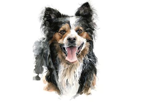 Australian Sheperd I Am Obsessed Dog Portraits Diarrhea In Dogs