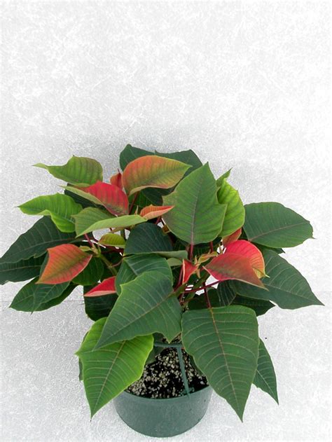 Olympus 2004 Height Control Poinsettia Cultivation Commercial Floriculture Environmental