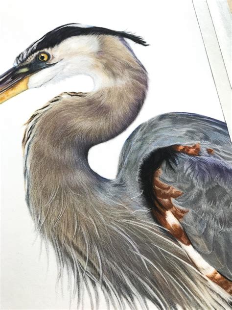Great Blue Heron In Panpastel And Pastel Pencil — Kit Gray Illustration