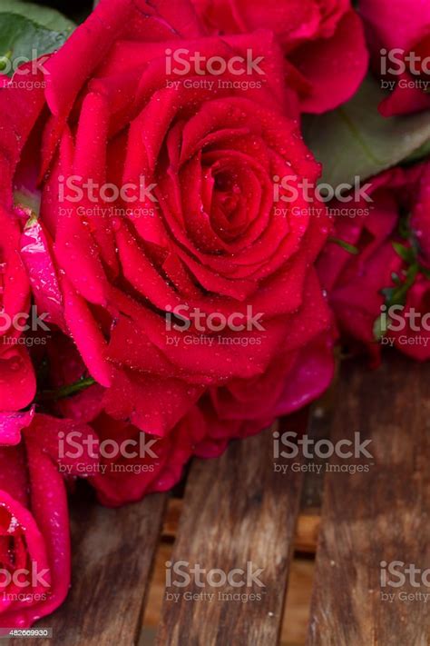 Dark Pink Roses Close Up Stock Photo Download Image Now 2015