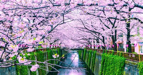Osaka Spring Daytime Cherry Blossom Food Tour Musement