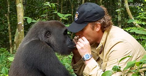 Gorilla Reunited With The Man That Raised Him After Five Years
