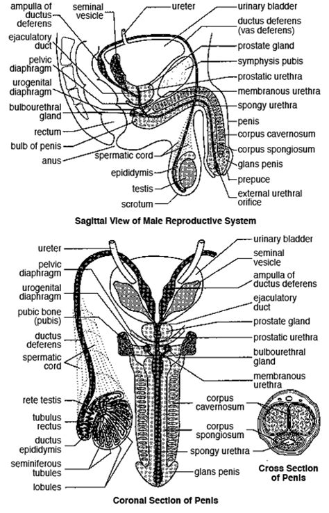 Labelled Diagram Of Male Reproductive System