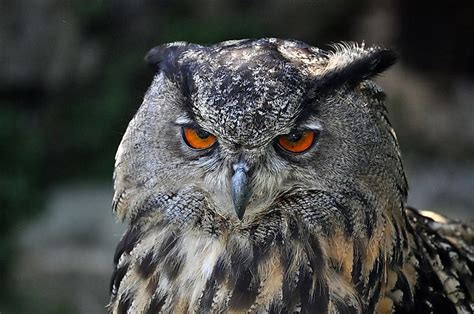 Images Of Eurasian Eagle Owl