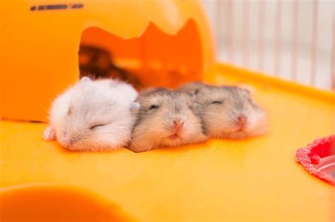 Which Hamsters Can Live Together Supreme Petfoods