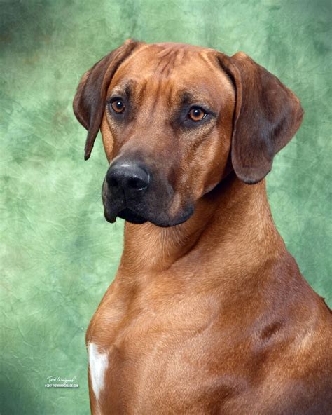 6 6 Months Old Cheap Rhodesian Ridgebacks Dog Puppy For Sale Or