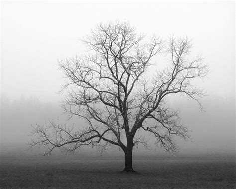 Black And White Photography Trees Tree Tree Photography