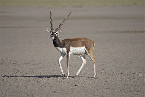 African Antelope Species Animal Sake