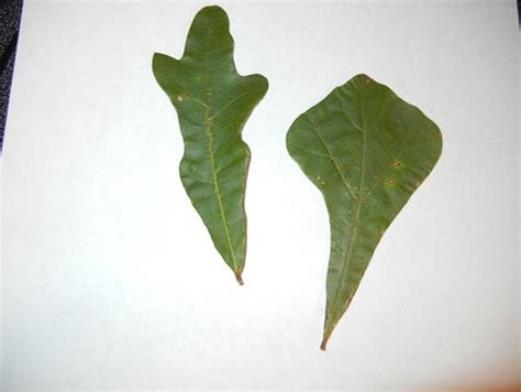 Id These Two Different Oak Tree Leaves