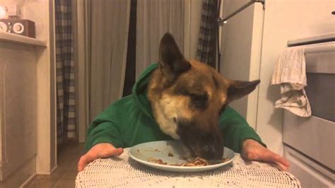 You can also serve spaghetti noodles as a dog treat. German shepherd dog eating dinner with hands, King's bday ...