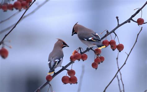 birds and branches wallpaper wallpapersafari