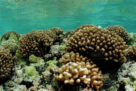 Northwestern Hawaiian Islands Maro Reef Coral Formations For Use Up