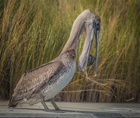 Pelican With Fish Dinner Photograph By Andrea Oconnell Fine Art America