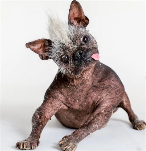 Worlds Ugliest Dog Named Mr Happy Face Crowned In Petaluma