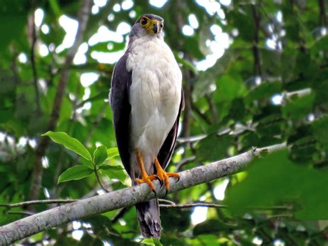 Slaty Backed Forest Falcon Ebird