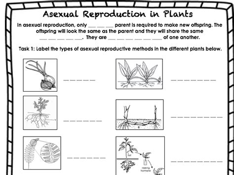Asexual Plant Reproduction Worksheet 59 Off
