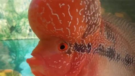 Nov 16, 2018 · the studio didn't just put in a few fish and call it a day either, as there are a number of the creatures swimming around the lakes, rivers, and swamps of red dead redemption 2. Big Head Flowerhorn Fish. - YouTube
