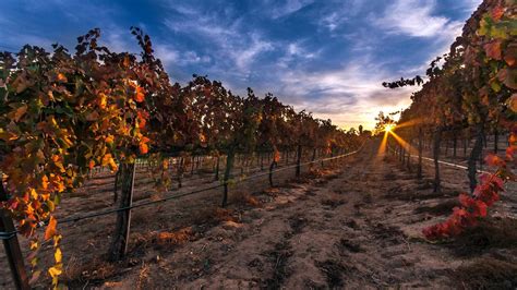 Autumn Sunset In A Vineyard Wallpaper Download 3840x2160