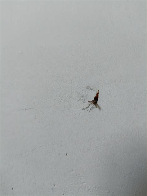 I Killed A Mosquito That Was In My Wall ・ Popularpics ・ Viewer For Reddit