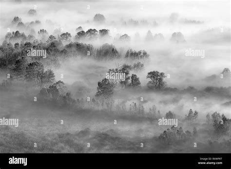 Black And White Landscape Foggy Forest At Sunrise Stock Photo Alamy