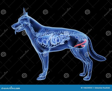 A Dogs Penis Stock Illustration Illustration Of Zoology 146234555