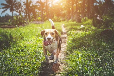 There are lots of software are available on the because you increased the resolution of your file, and thereby its size, your image window appears larger. Dog images · Pexels · Free Stock Photos
