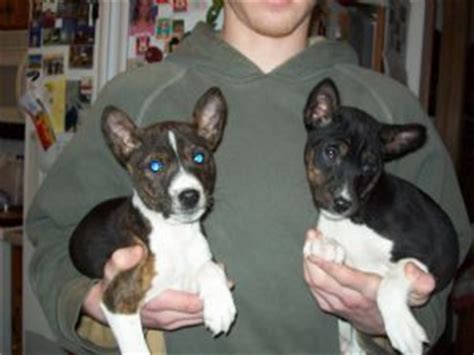 Jcds prepares students for a healthy and productive lifetime of intellectual exploration. Amedelyofpotpourri: Basenji Puppies Jacksonville Fl