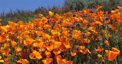 4k California Poppies Super Bloom Waving In The Breeze 15640157 Stock