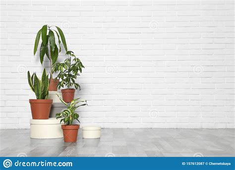 Different Indoor Plants At White Brick Wall Trendy Home