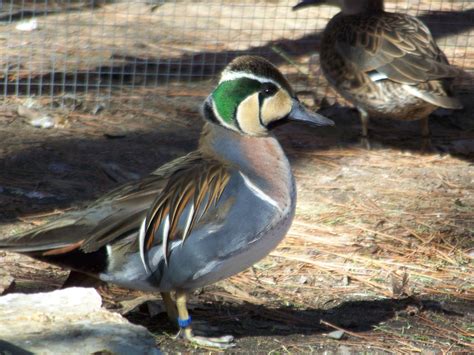 Baikal Teal Ducks For Sale
