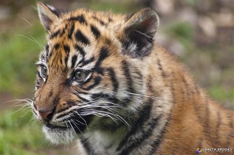 Chester Zoo Sumatran Tiger Cub One Of The Gorgeous