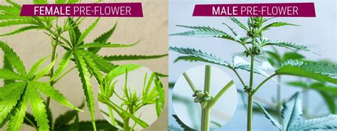cannabis male vs female comment déterminer le sexe des plantes grace genetics graines de