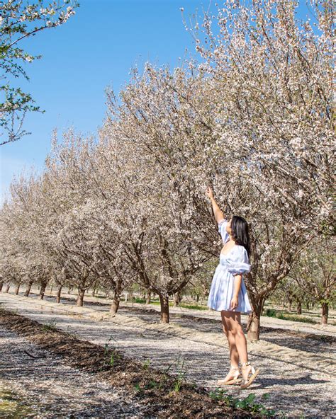 Almond Blossoms California Where To Find Almond Flowers Le Wild