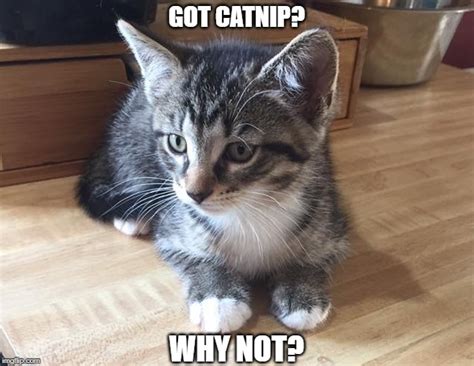 Cat Meme 1080x1080 Why Is My Cat So Sad 2017