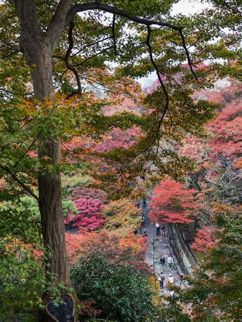 Autumn Trees At Garden In Kyoto Japan Stock Image Image Of Scenery